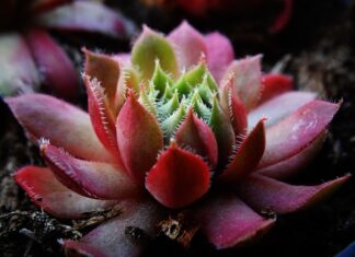 Ile ma grubości deska Barlinecka?