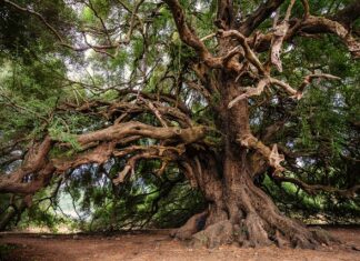 Jak wygląda drzewo modrzew?