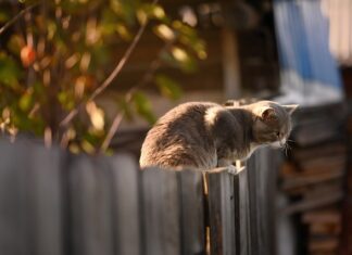 Co najszybciej rośnie na płocie?
