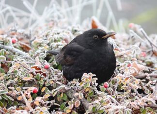 Z czego żywopłot liściasty?