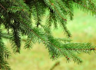 Jakie są iglaki ozdobne?