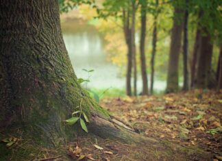 Co zrobić z korzeniami monstery?