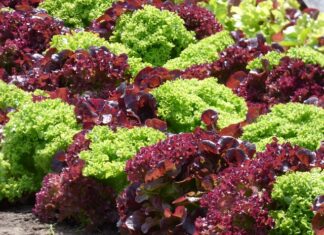 Co najłatwiej wyhodować?