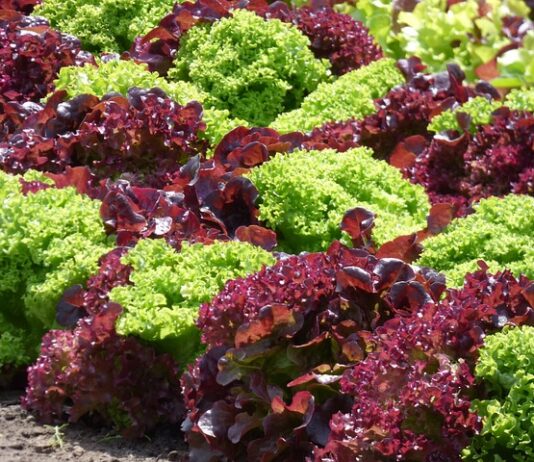 Co najłatwiej wyhodować?