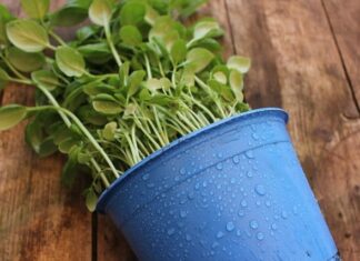 Jak zrobić sadzonki krzewów? Jak zrobić sadzonki krzewów?