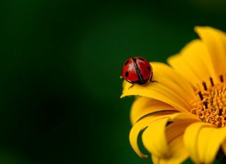 Co ile daje się słupek do siatki? Co ile daje się słupek do siatki?