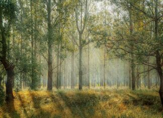 Czy Trawy ozdobne można sadzić w donicach?