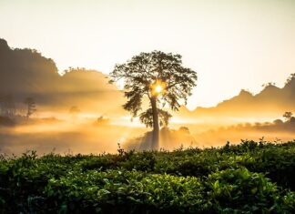 Które krzewy kwitną najdłużej?