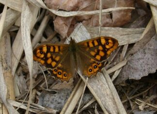 Co dać pod siatkę ogrodzeniową?