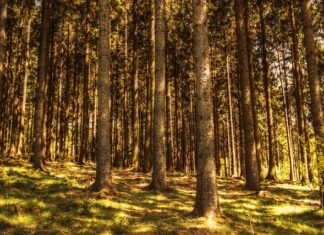 Jakie drzewa ozdobne szybko rosną?