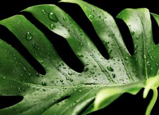 Czy monstera oczyszcza powietrze? Czy monstera oczyszcza powietrze?