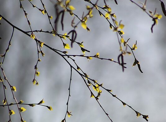 Czy brzoza dobra do kominka?