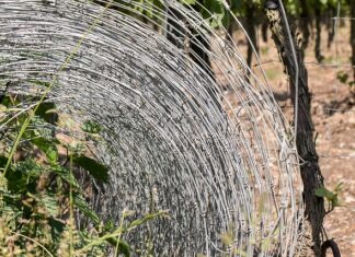 Jak tanio odgrodzić się od sąsiada?