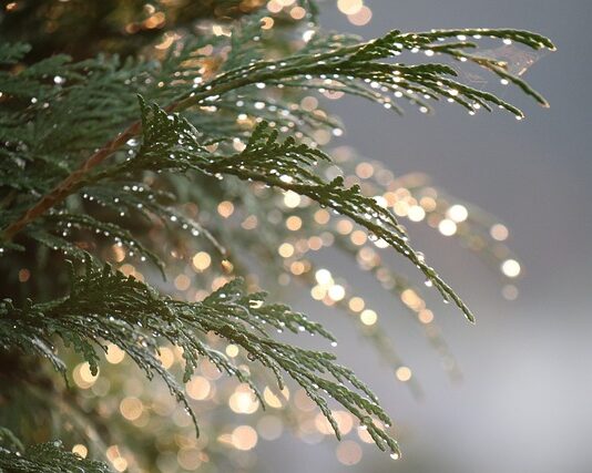 Czy tuja złe wpływa na grusze?