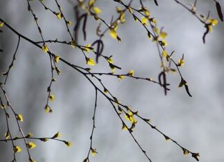 Czy brzoza mokra się pali?