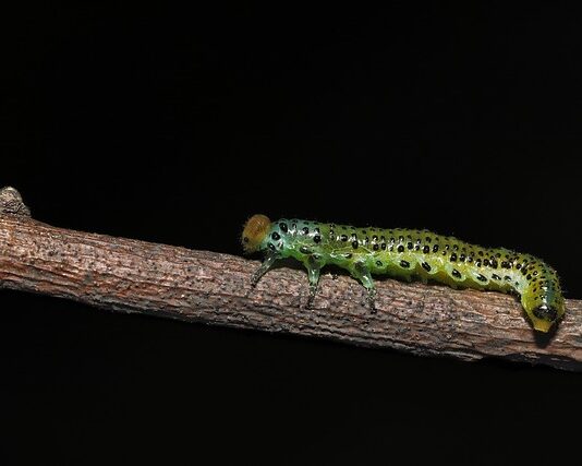 Dlaczego po stosunku mam infekcje?