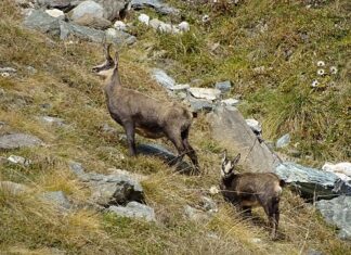 Dlaczego czujnik czadu piszczy bez powodu?