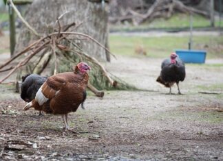 Jaką Stalkę kupić?