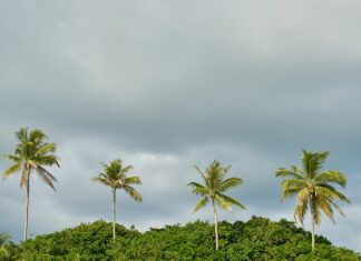 Co posadzić za płotem? Co posadzić za płotem?