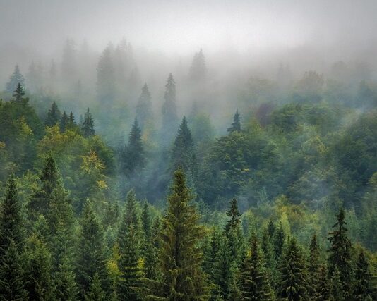 Jak sadzić sosny z nasion?