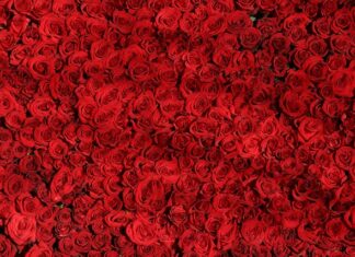 Jak mocować róże pnące?