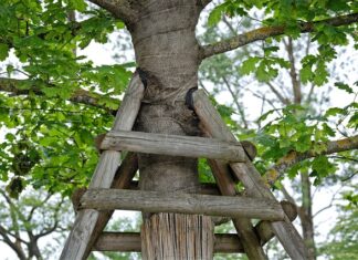 Jak samemu zrobić podporę dla pnączy?