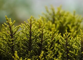 Jakimi krzewami obsadzić działkę?