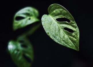 Czy monstera płacze na deszcz?