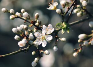 Z czego najładniejszy żywopłot?