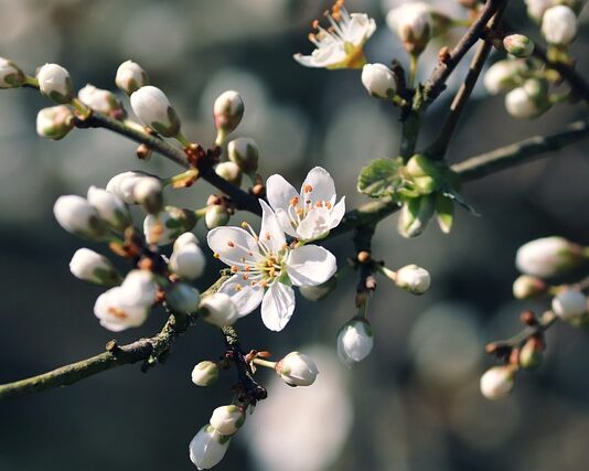 Z czego najładniejszy żywopłot?