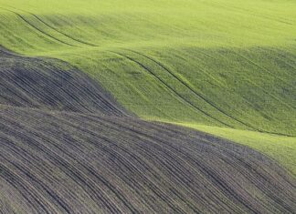 Czym zaprawić nasiona przed siewem?