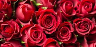 kwiaty w pudełku, boxie