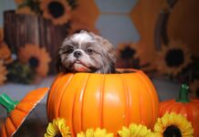 Jak udekorować dom na jesień