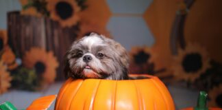 Jak udekorować dom na jesień